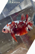 Red Koi Copper Male Betta | RZ-20