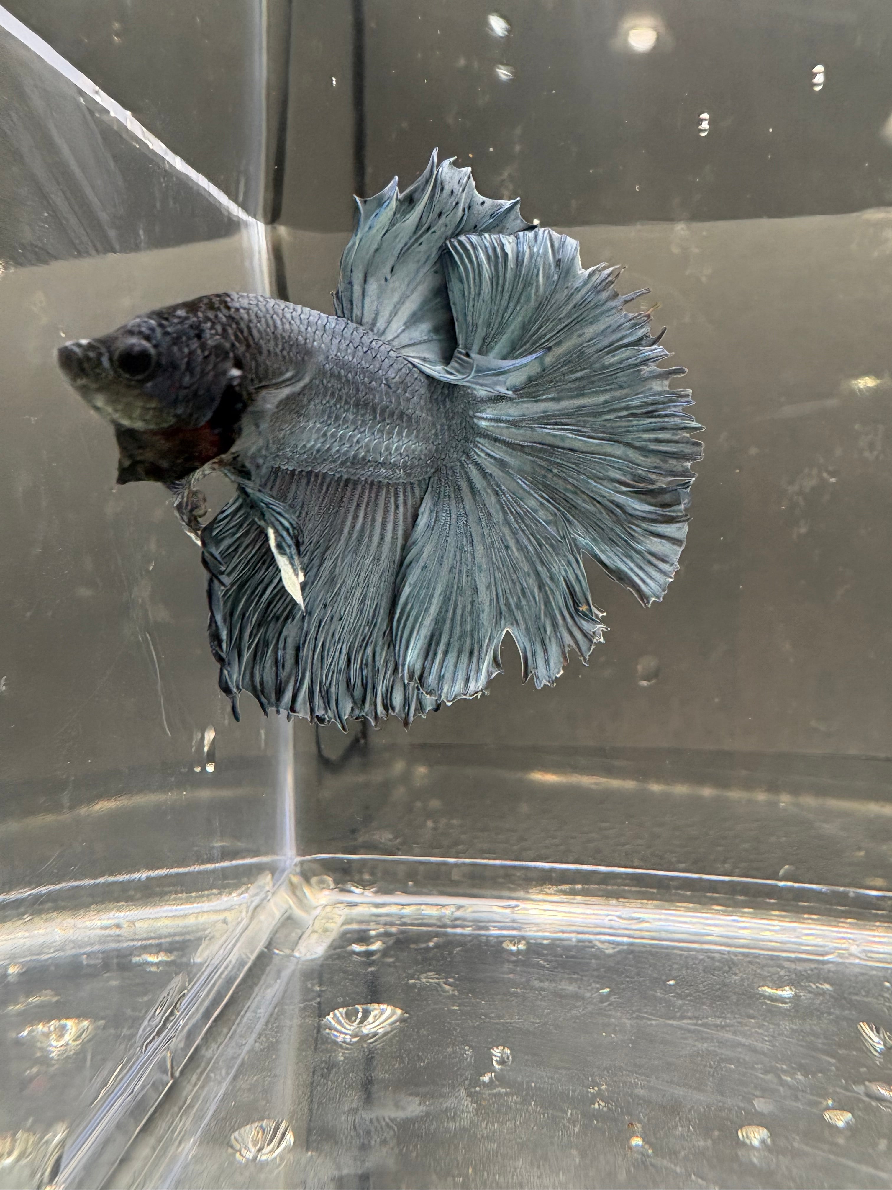 Halfmoon Blue Steel— M-001