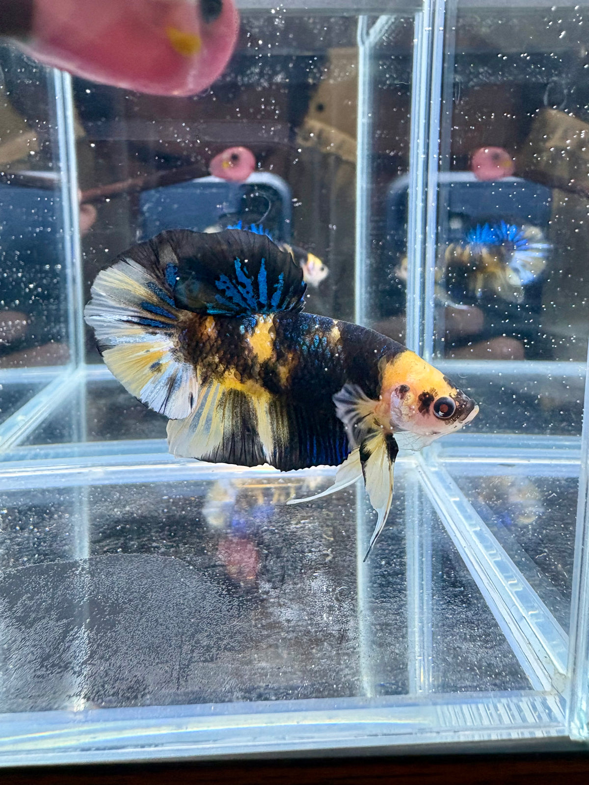 HMPK Yellow Blue Tiger Koi Male Betta | CG-247