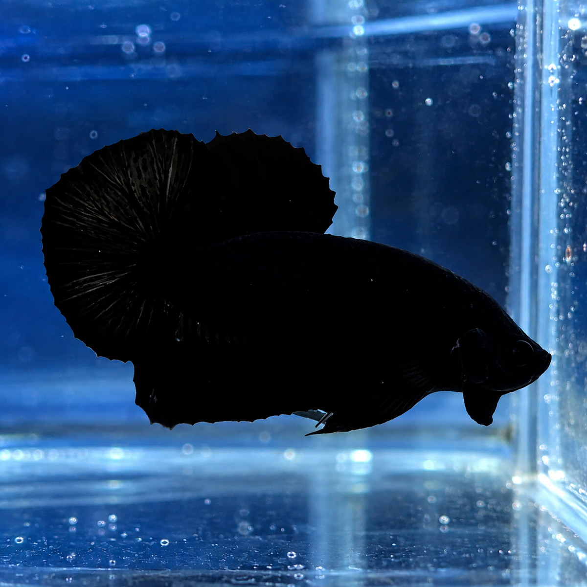 Super Black Live Betta Fish Male | Stock Photo