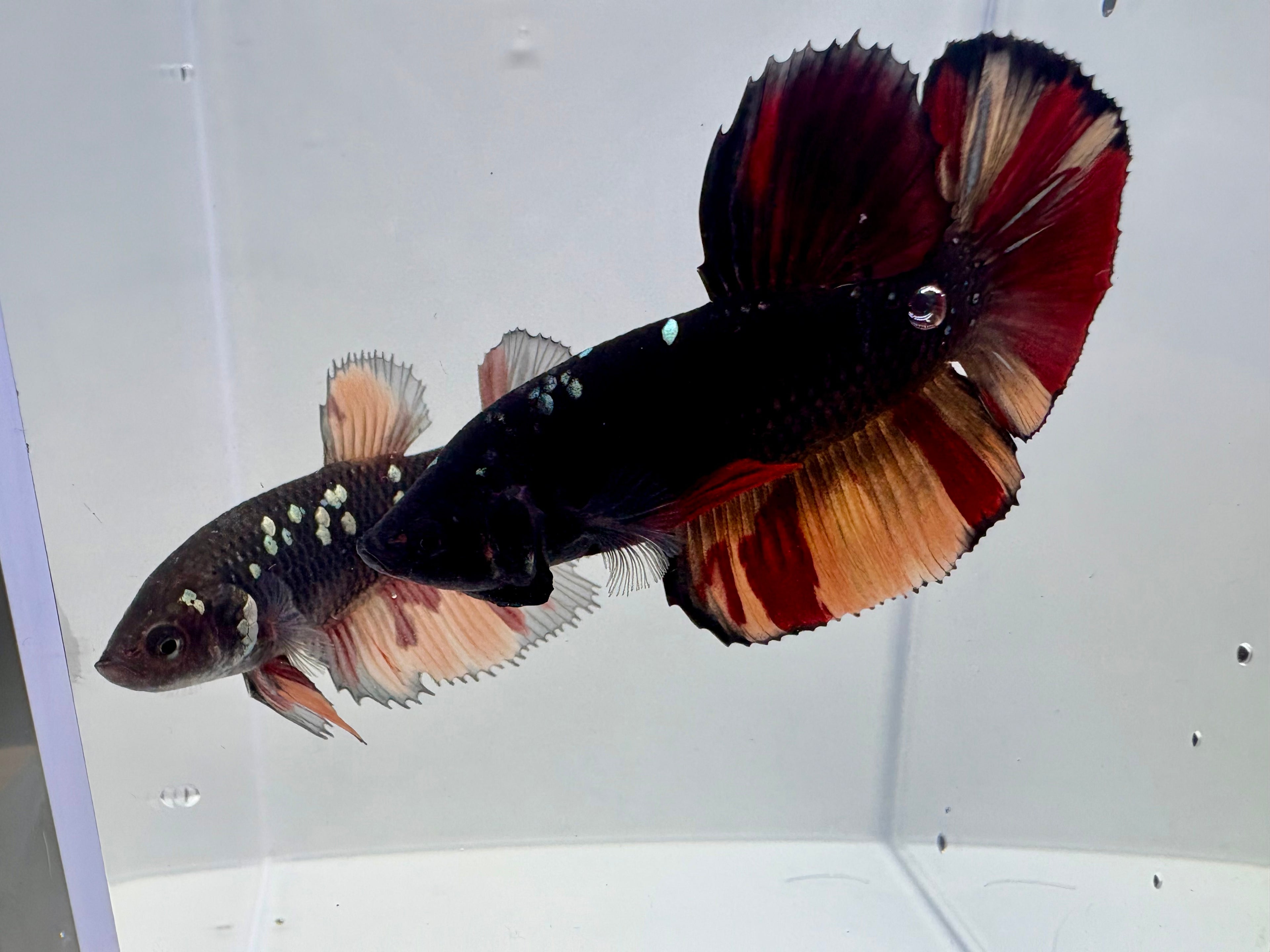 Giant Avatar Nemo Breeding Pair | RZ-66/RZ-67