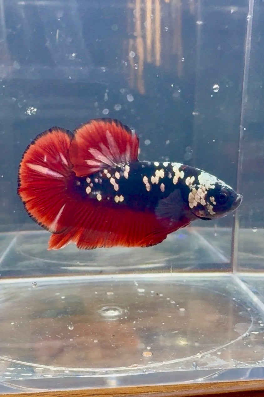 Avatar Copper Male Betta | RZ-25