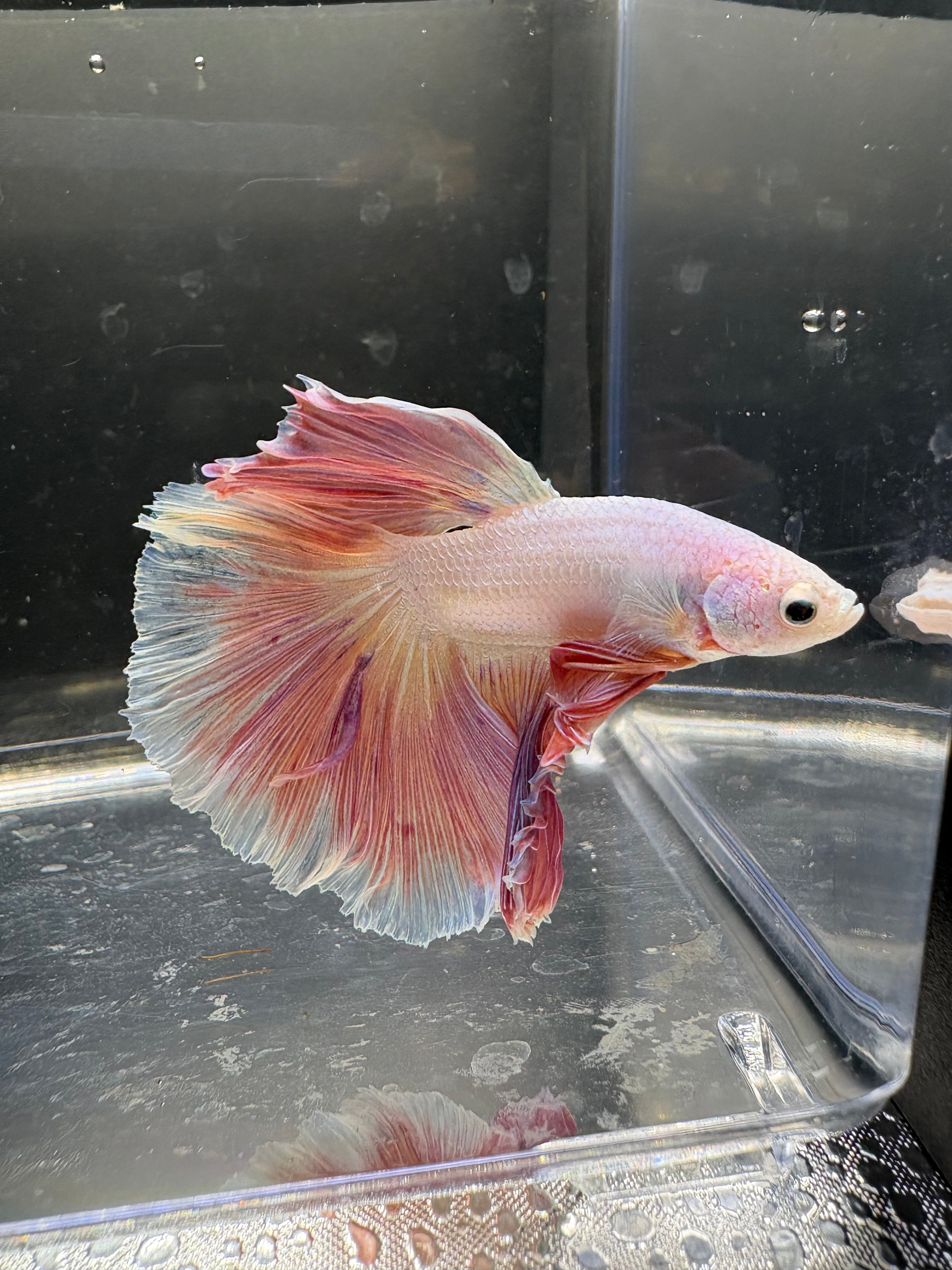 Unicornio HM — M-030