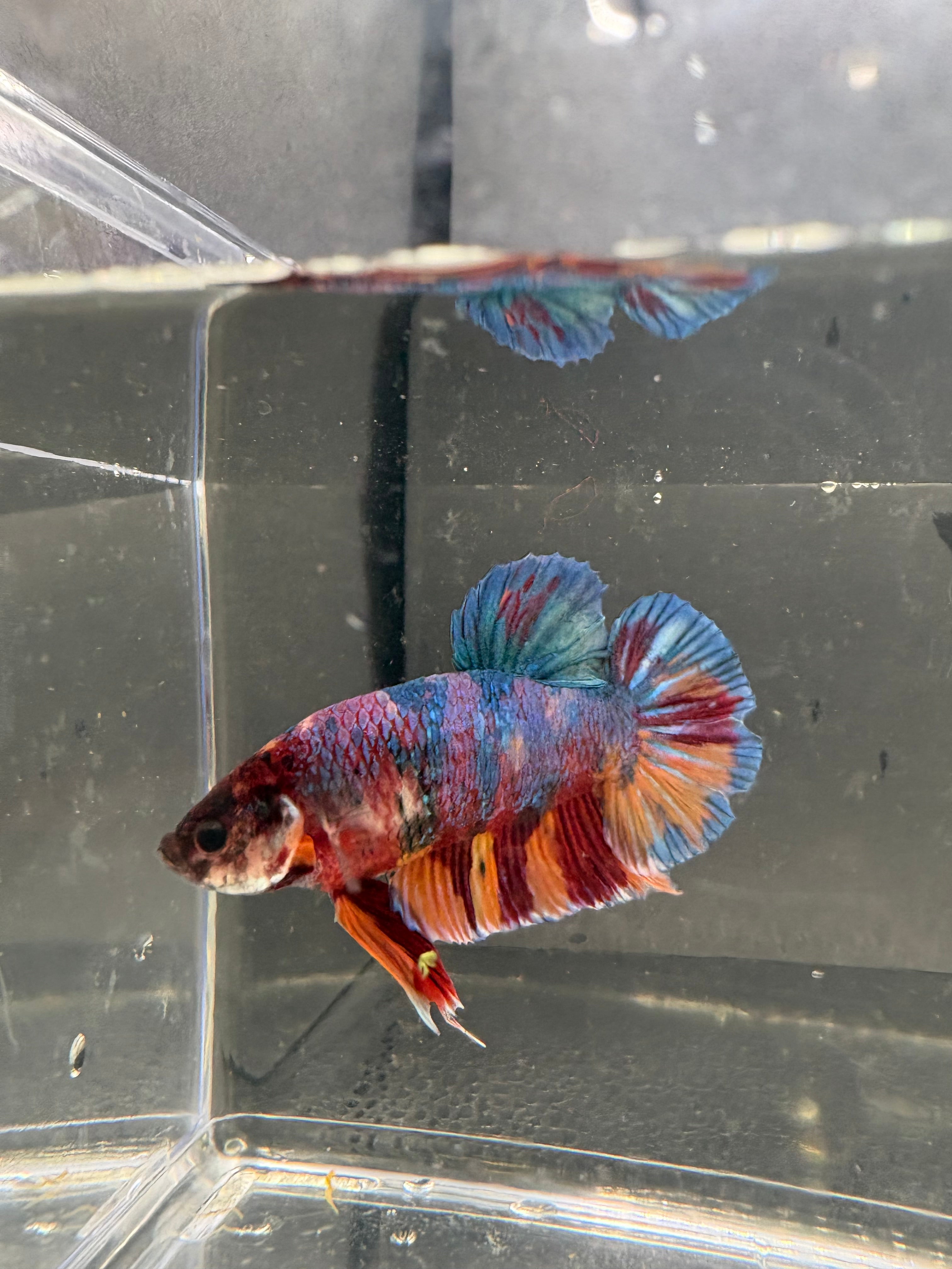 Jumbo Giant Betta Breeding Pair