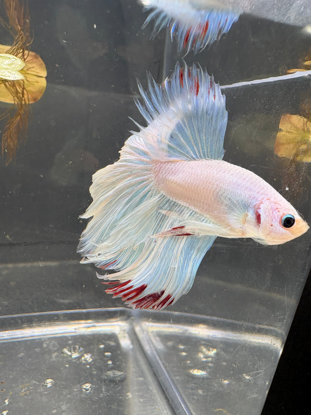 Halfmoon White Red Tail — M-002