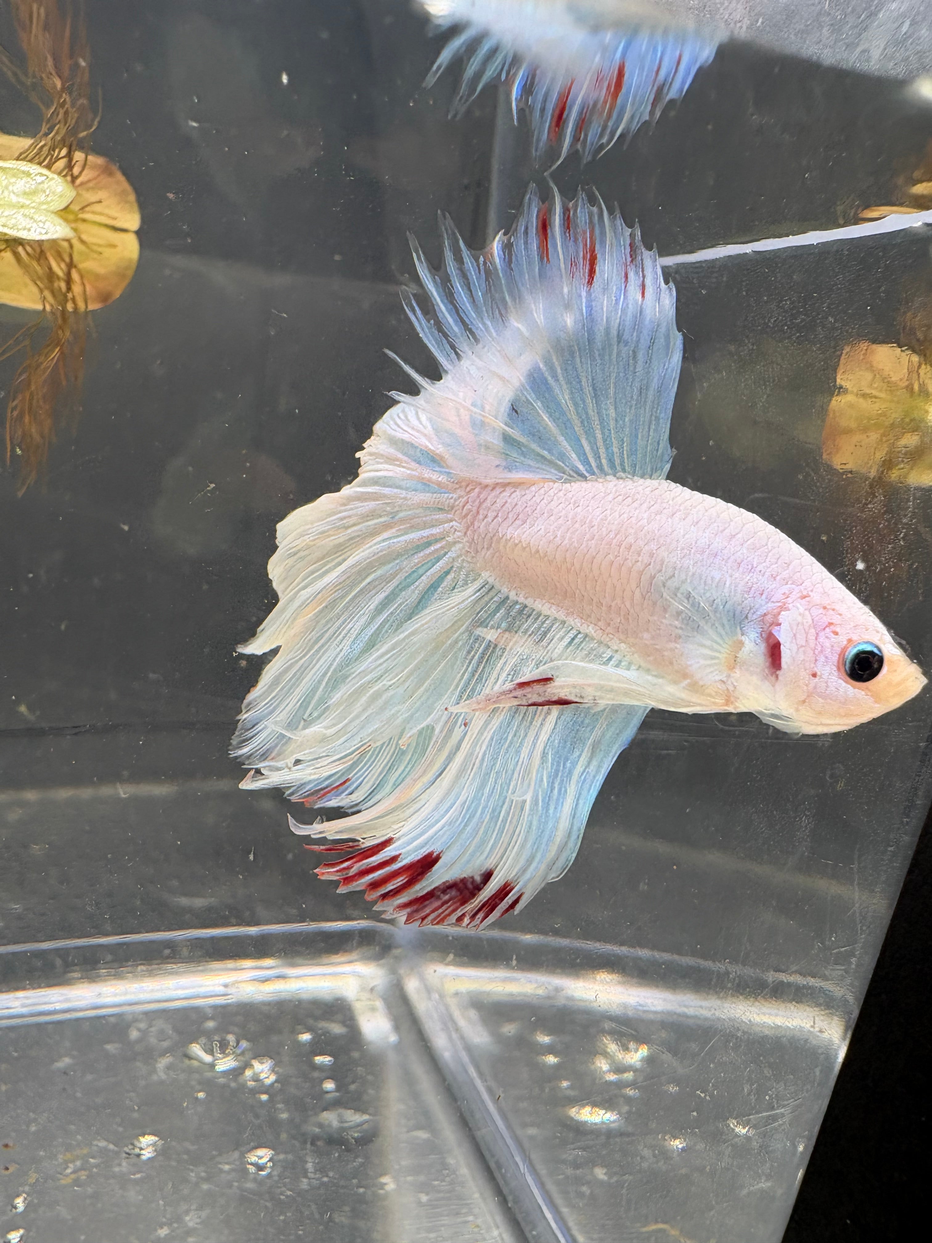 Halfmoon White Red Tail — M-002