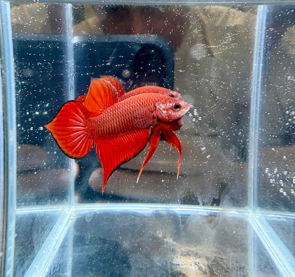 Live Male Betta Hybrid Red Splendens Wild Plakat | CG-16-17