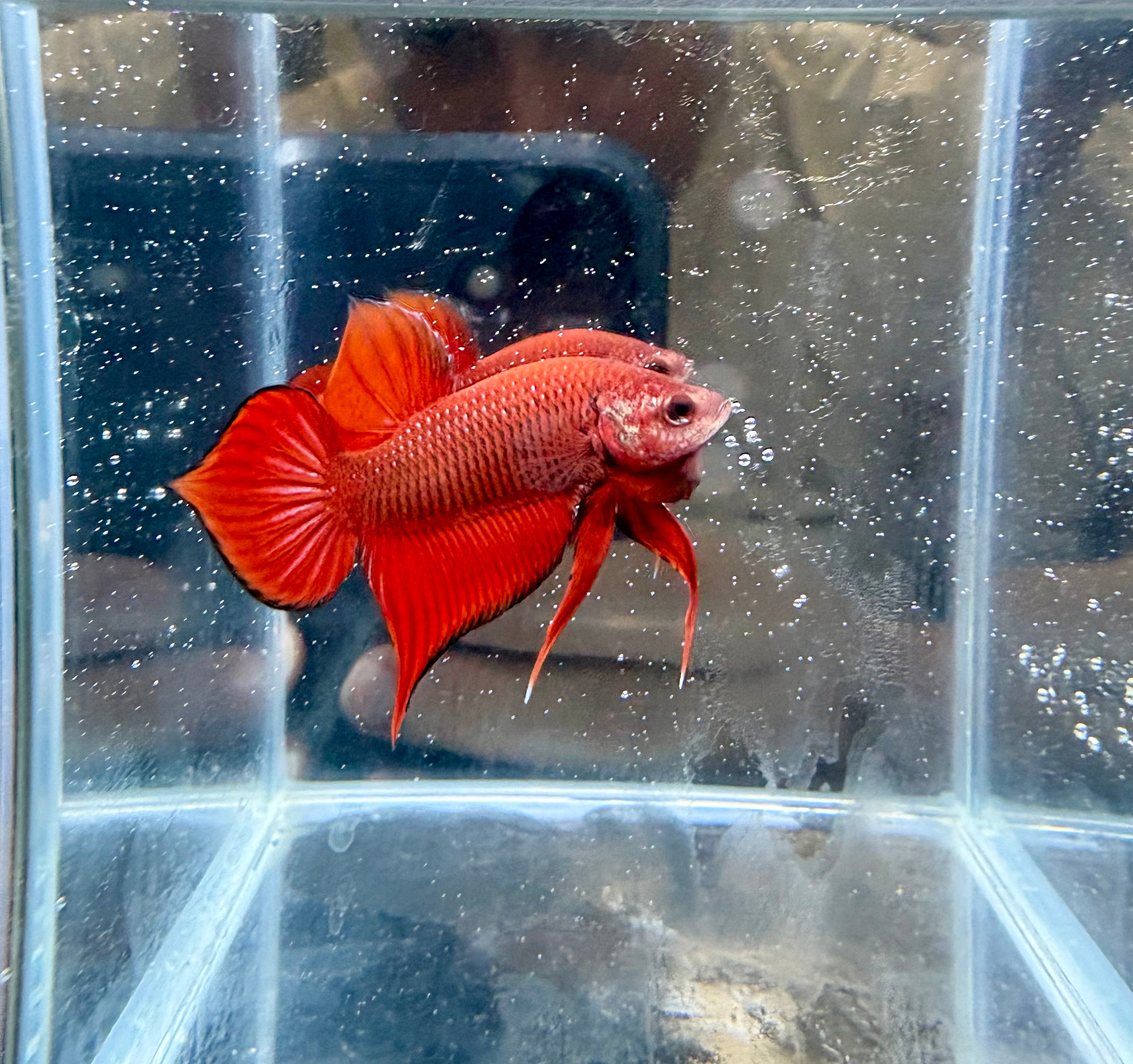 Live Male Betta Hybrid Red Splendens Wild Plakat | CG-16-17