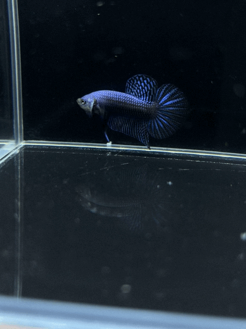 Blue Alien Male Betta | CG-24