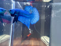 Royal Blue HMPK Male Betta | RZ-71