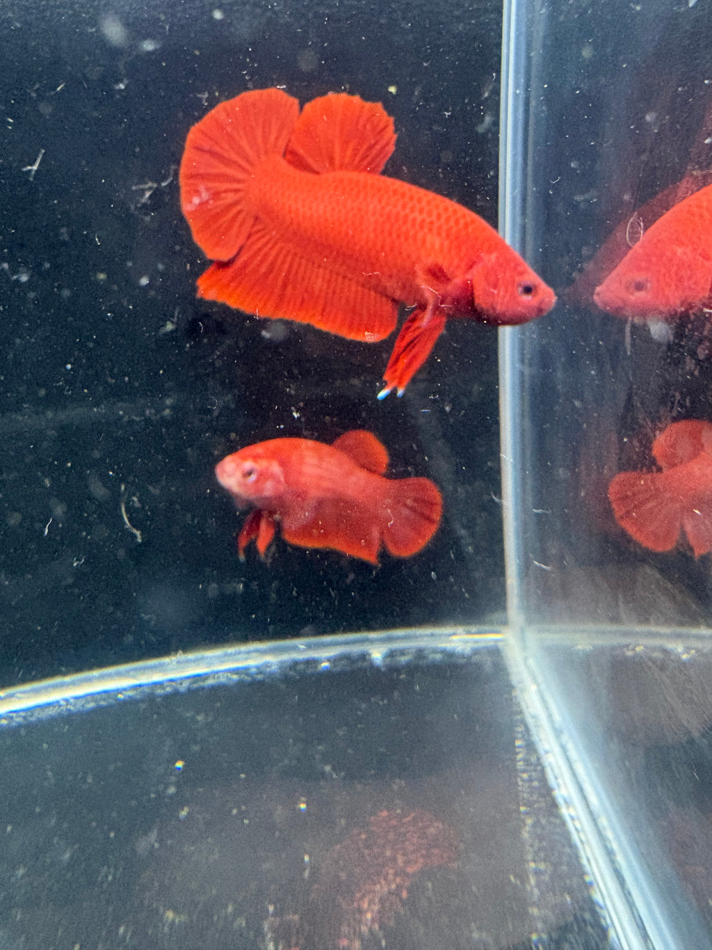 Super Red Male Only CG-49