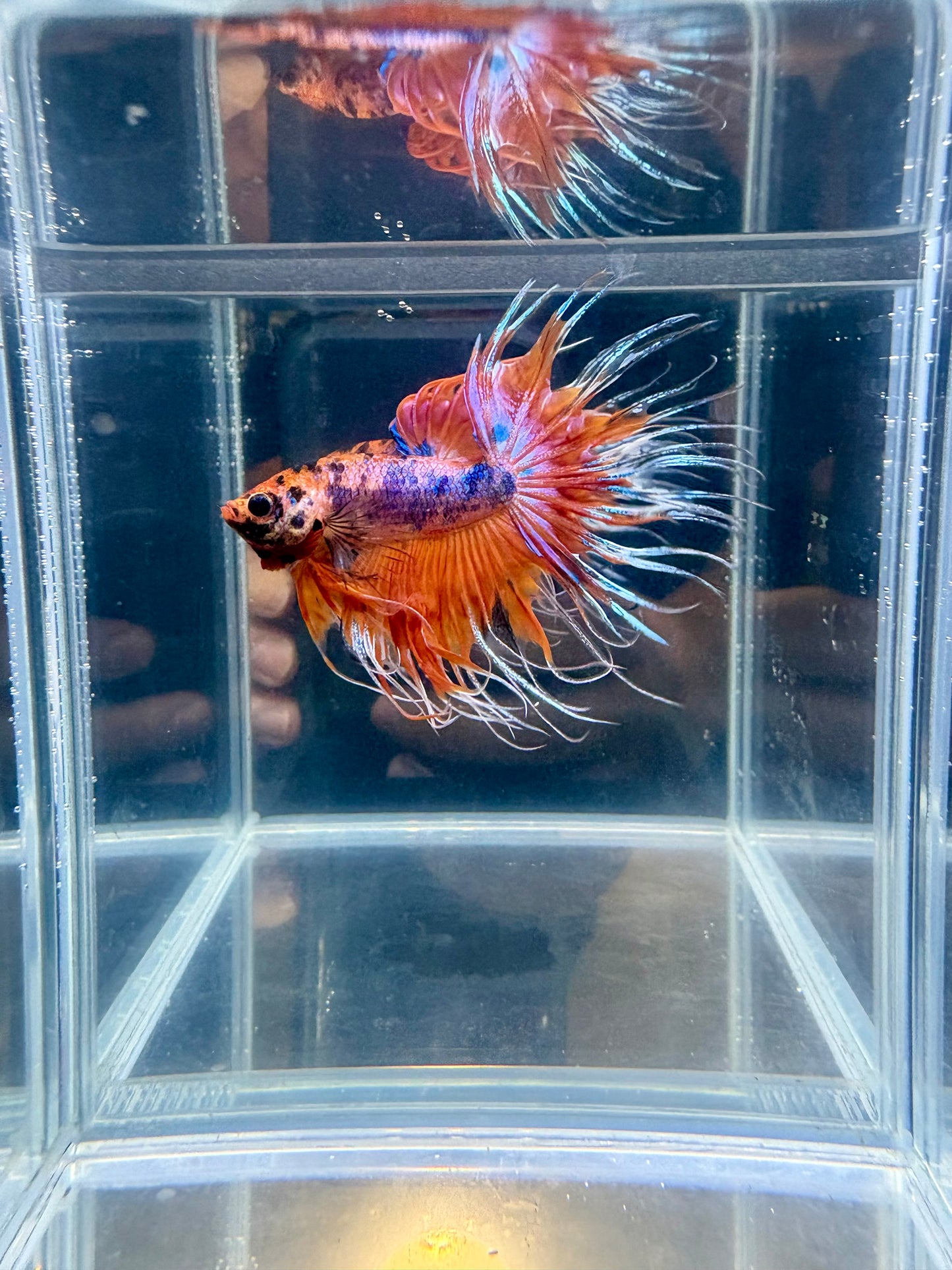 Live Betta Fish High Quality Nemo Koi Crowntail CG-103