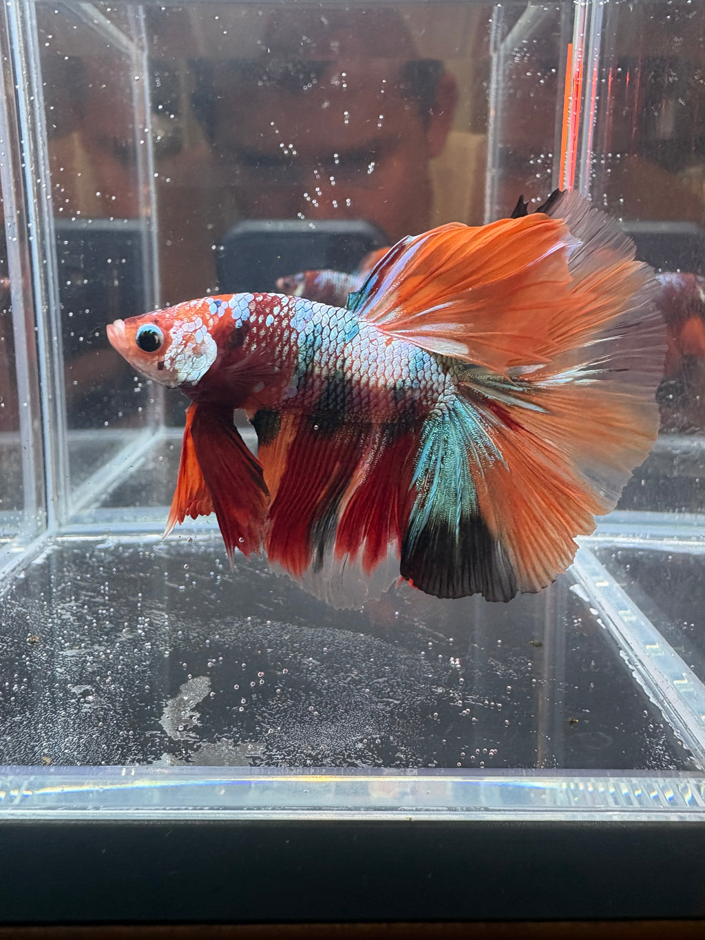 Nemo Galaxy Halfmoon Male Betta | CG-116