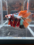 Nemo Galaxy Halfmoon Male Betta | CG-116