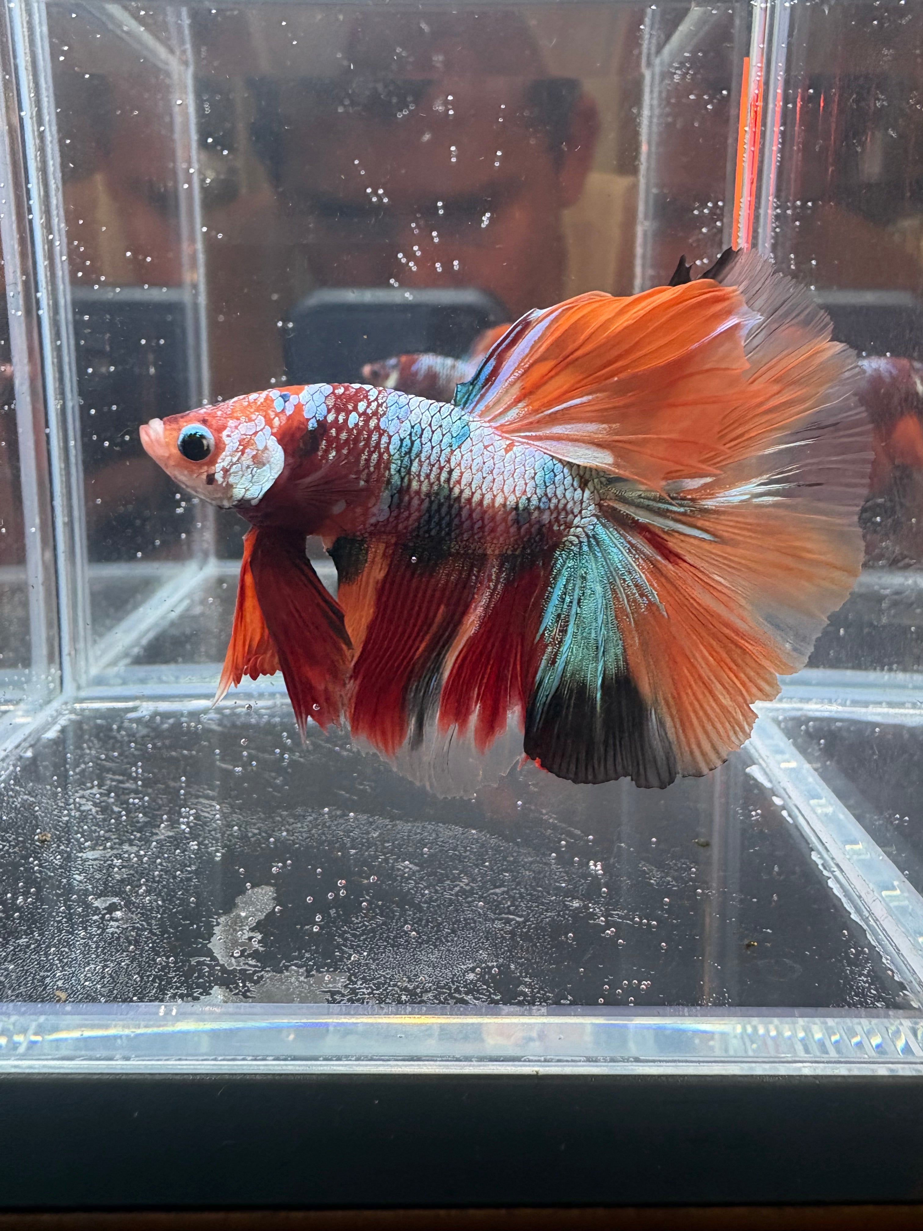 Nemo Galaxy Halfmoon Male Betta | CG-116