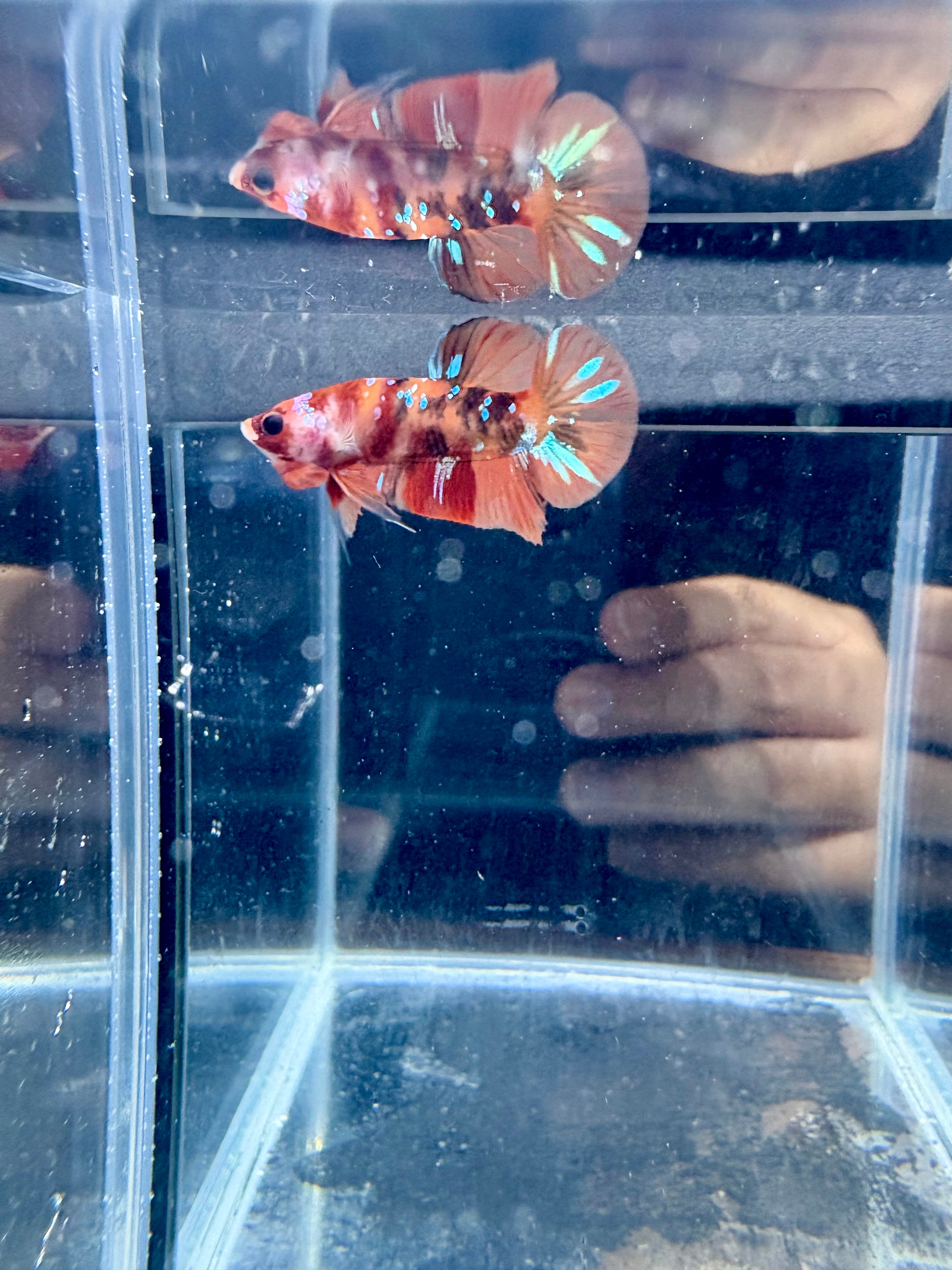 Nemo Male Betta | RZ-111