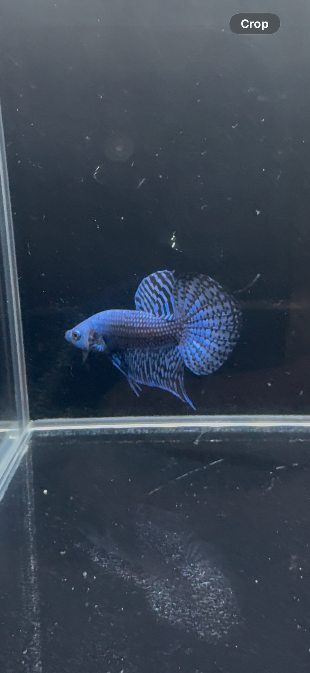 Blue Alien Male Betta | CG-23
