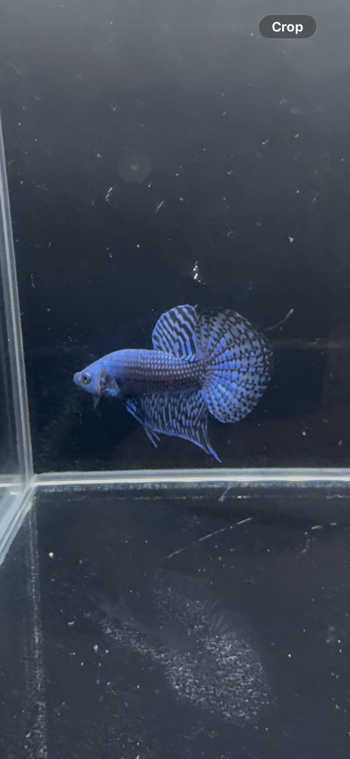 Blue Alien Male Betta | CG-23