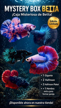 Mystery Box 6 Bettas (1 Giant + 2 HM + 2 HMPK + 1 Female)