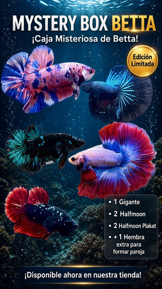 Mystery Box 6 Bettas (1 Giant + 2 HM + 2 HMPK + 1 Female)