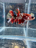 Red Copper Koi Male Betta | RZ-108
