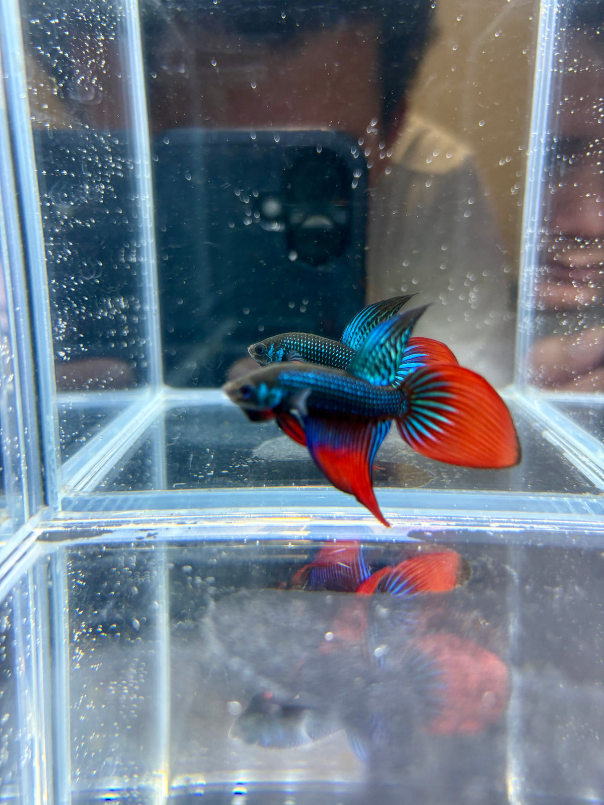 Blue/Green Imbellis VeilTail Male Betta | CG-202