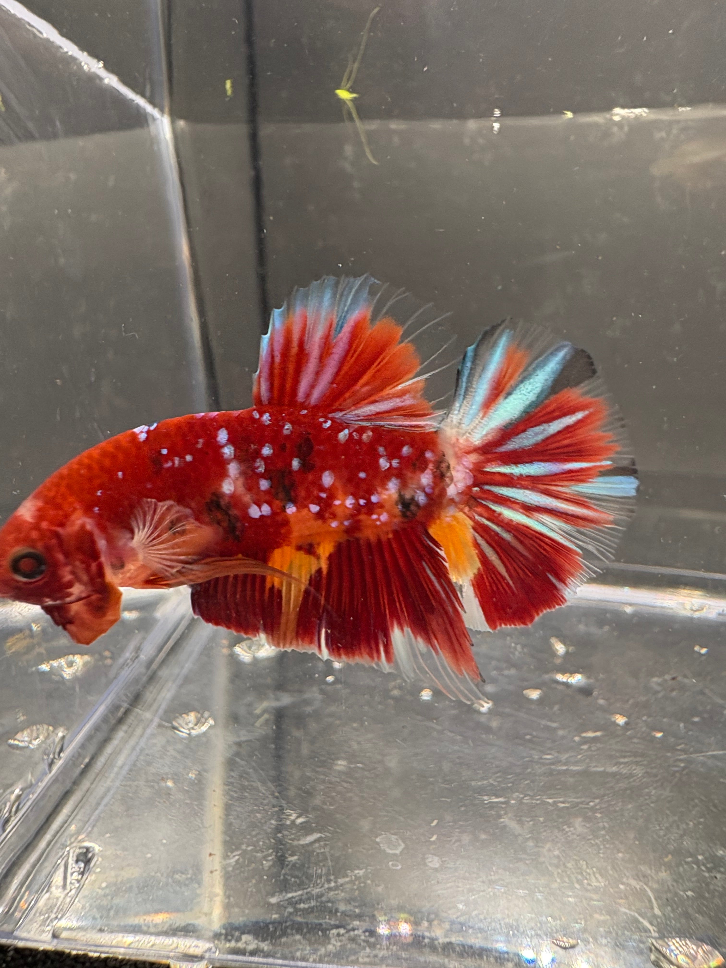 Koi Red Galaxy HMPK — M-010