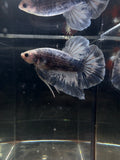 Giant Grizzly Male Betta | RZ-72