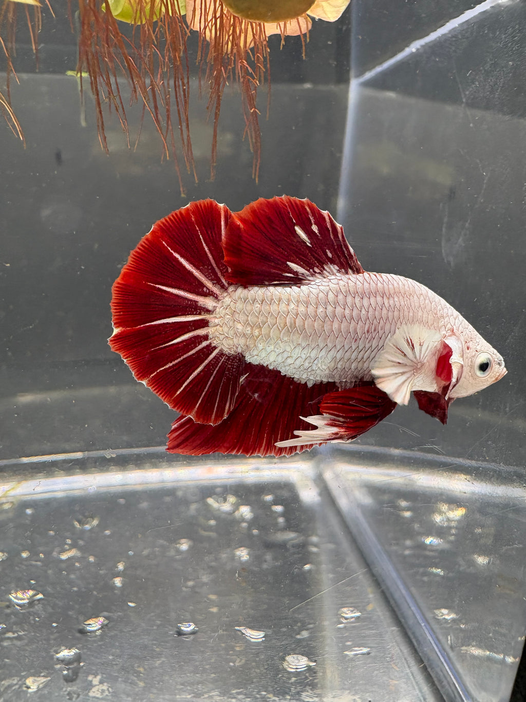 Red Dragon Plakat — M-014