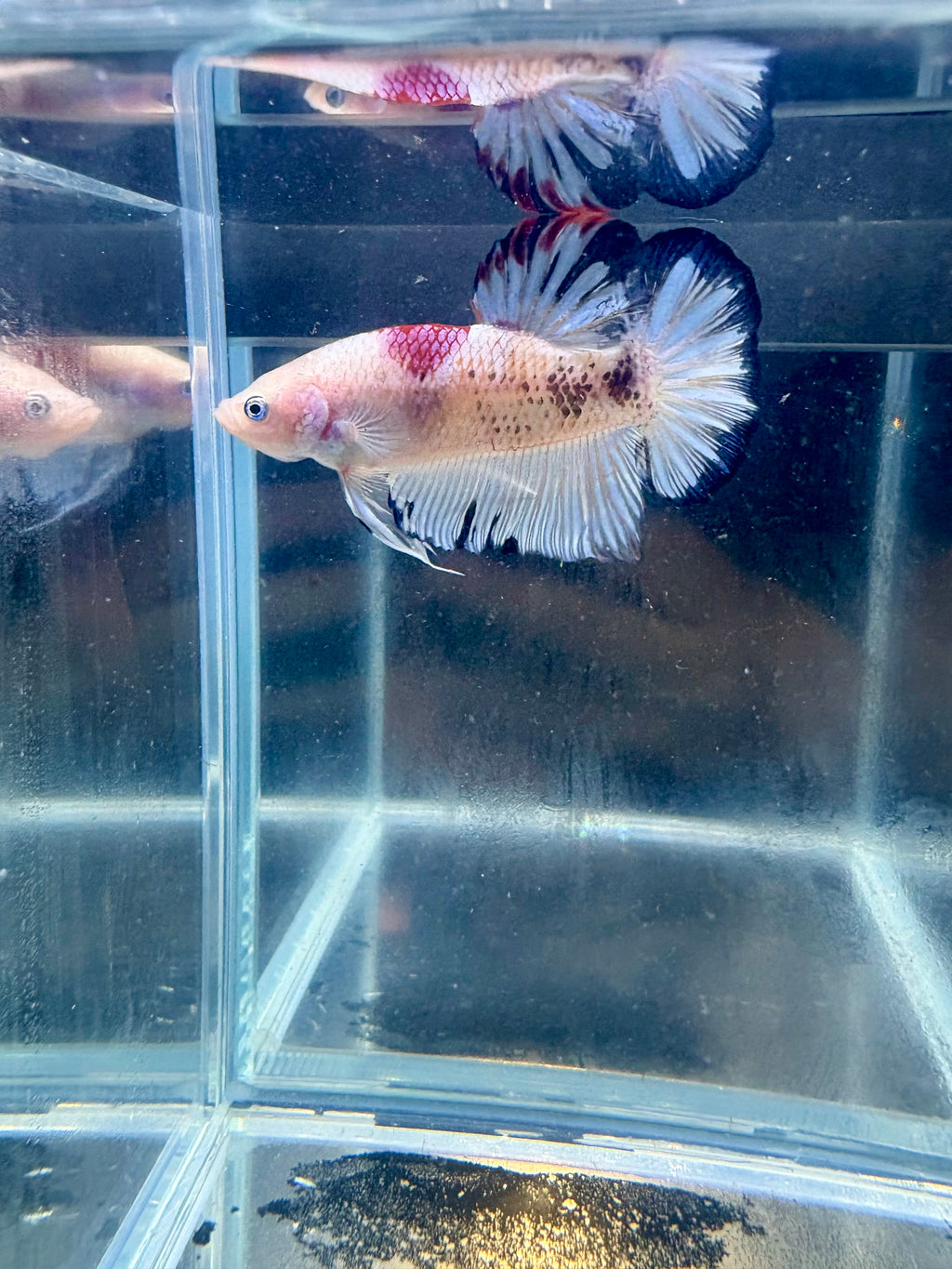 Live Giant Betta Pink Marble HMPK Male Premium | CG-80