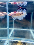Live Giant Betta Pink Marble HMPK Male Premium | CG-80