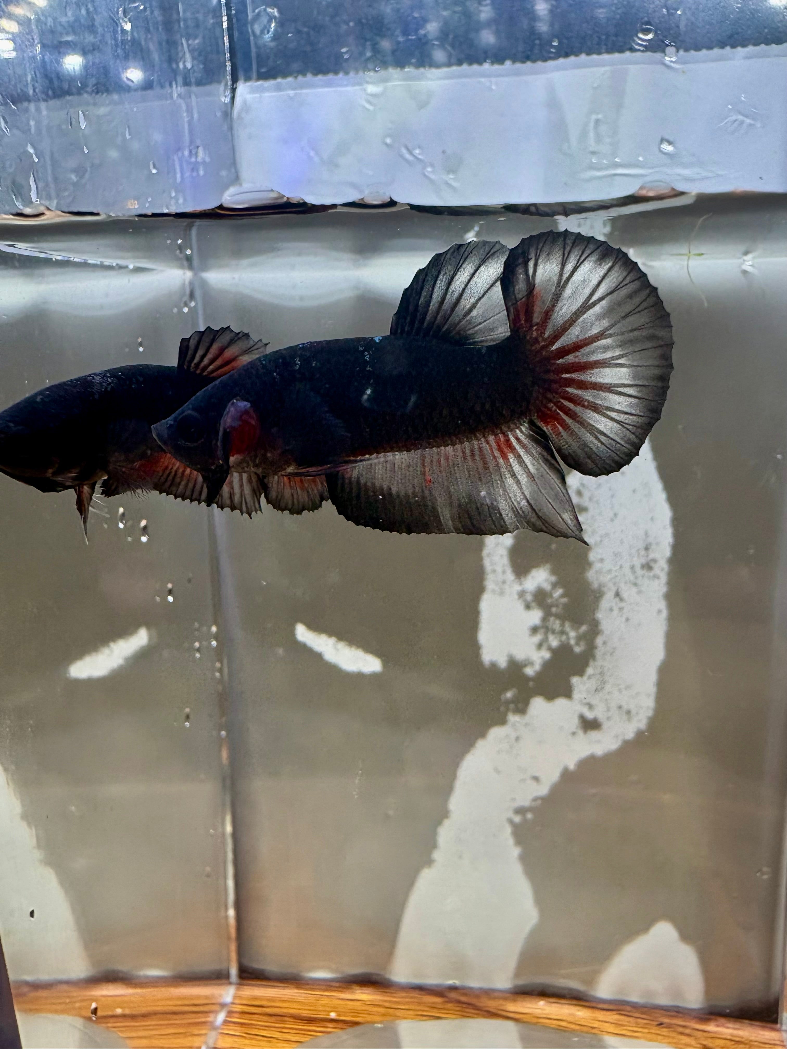 Black Vampiro HMPK Breeding Pair | RZ-18/RZ-81