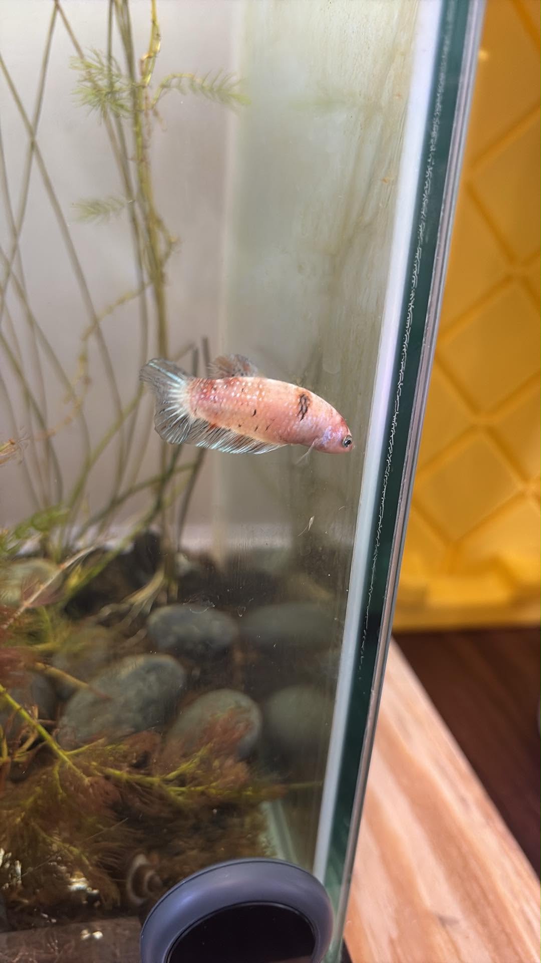 Jumbo Giant Betta Breeding Pair