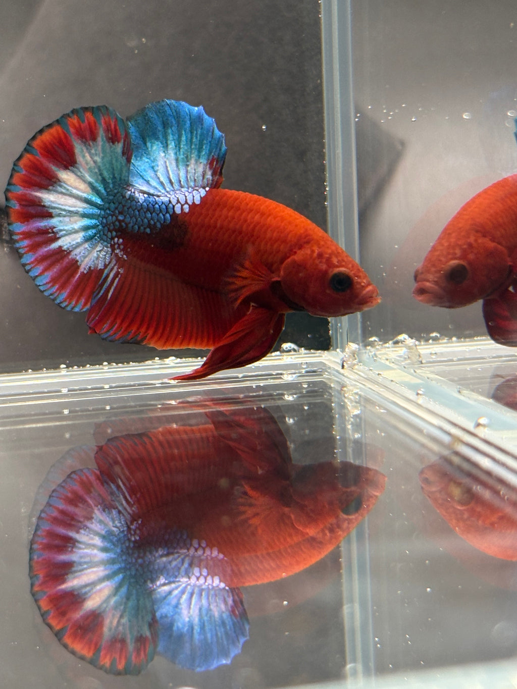 Hellboy Starlight HMPK Male — Show Grade