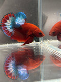 Hellboy Starlight HMPK Male — Show Grade