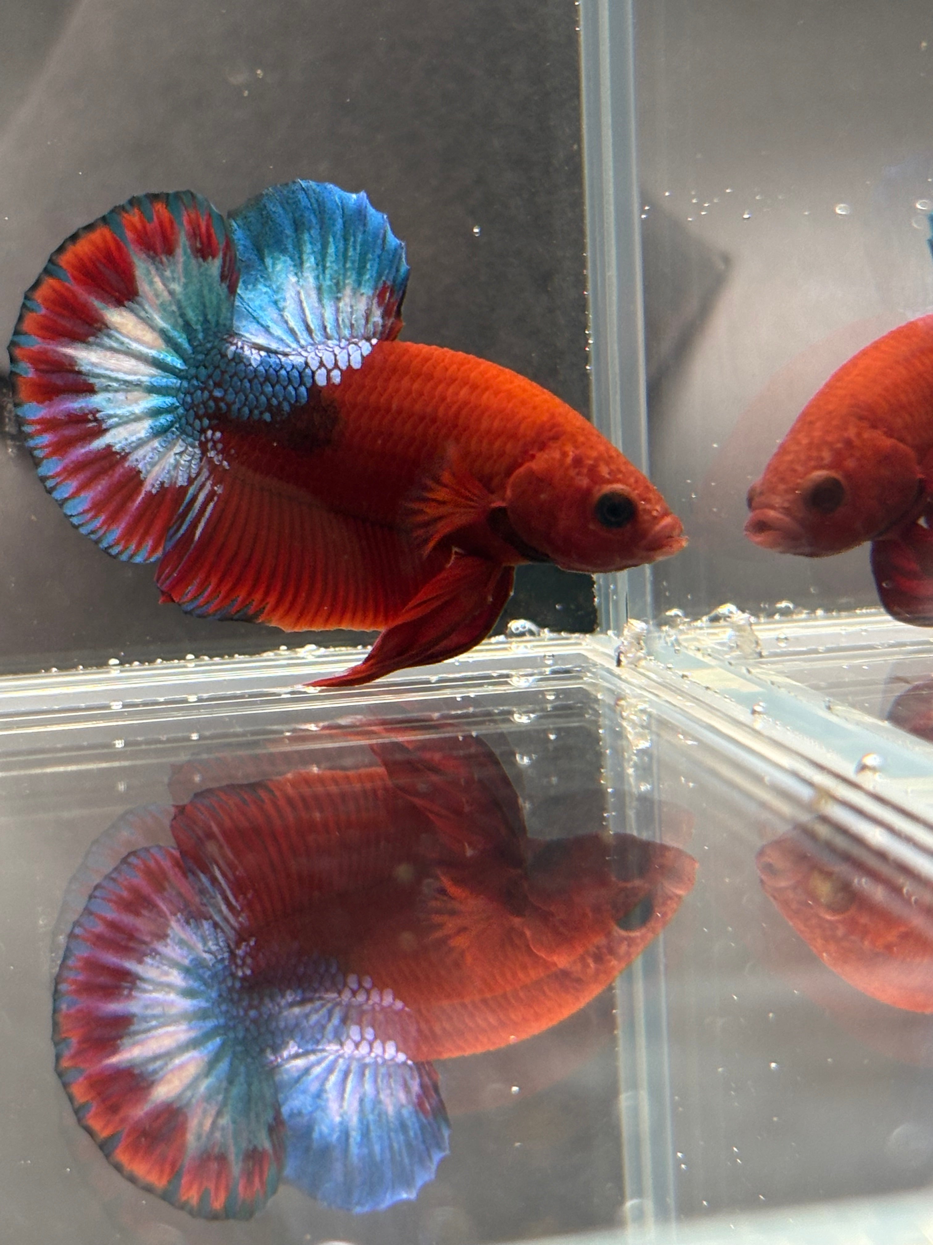 Hellboy Starlight HMPK Male — Show Grade