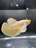 Dumbo Gold HMPK — M-027