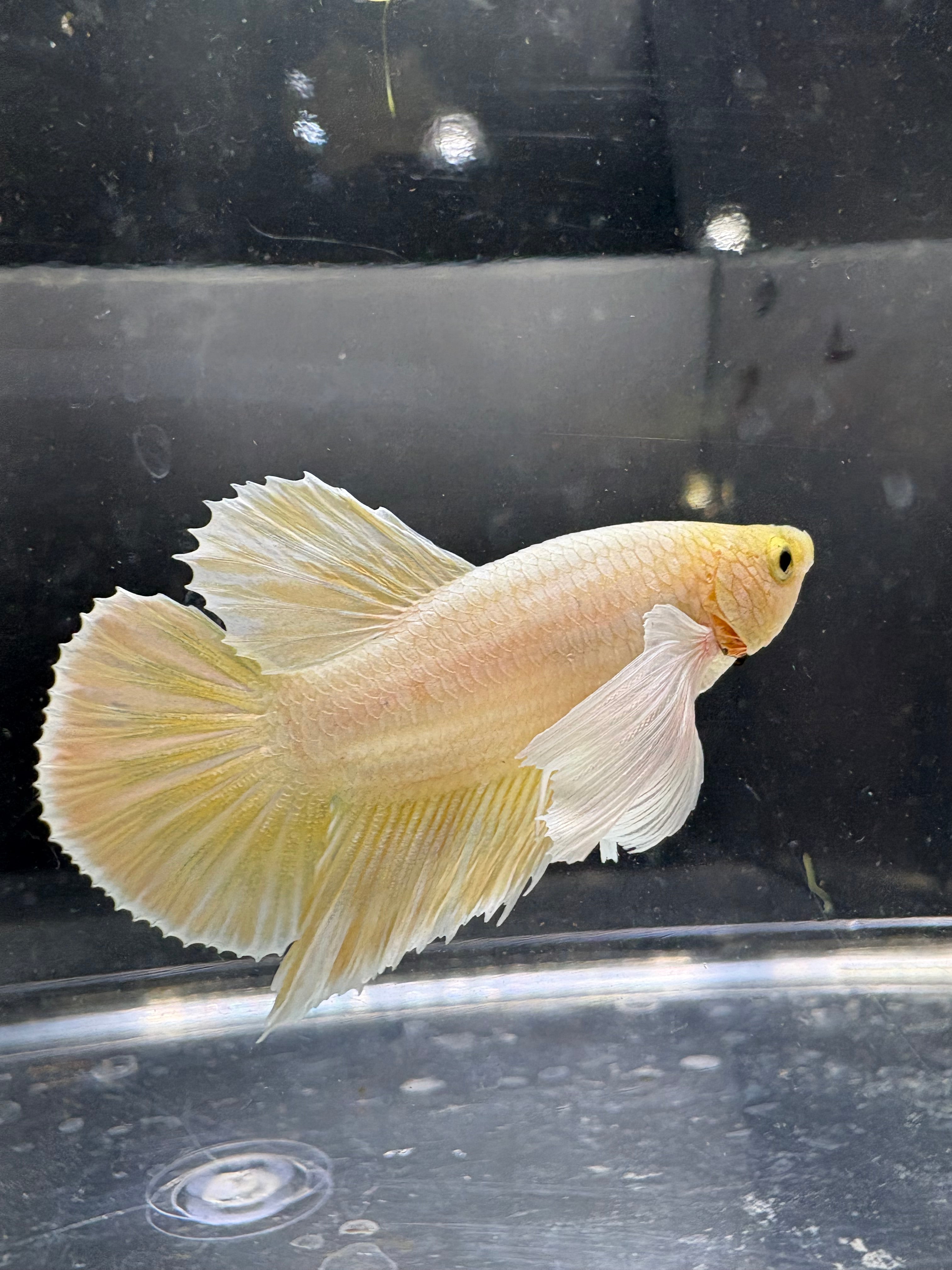 Dumbo Gold HMPK — M-027