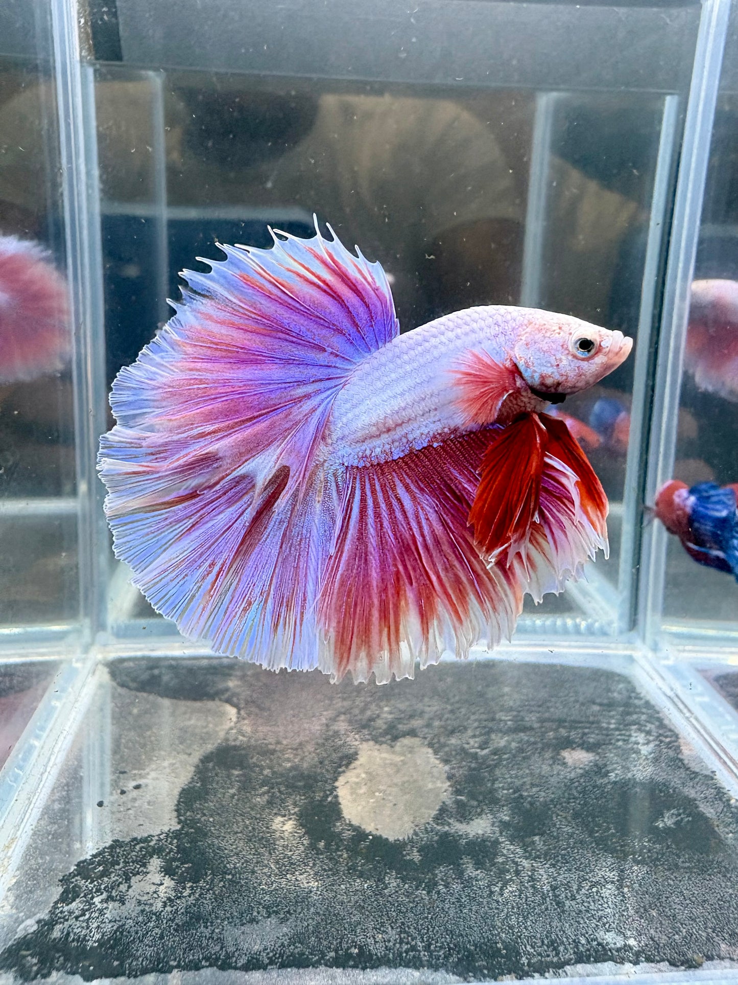 Purple HM Male Betta | CG-64