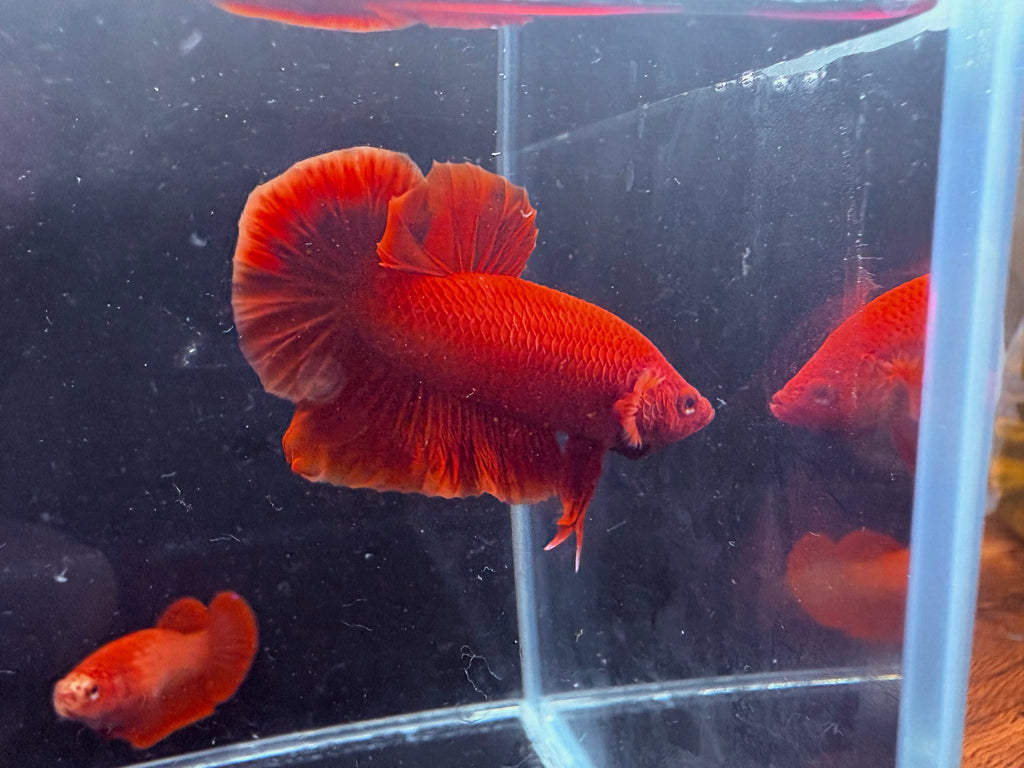Super Red Breeding Pair | CG-56/CG-53