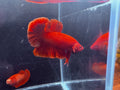 Super Red Breeding Pair | CG-56/CG-53