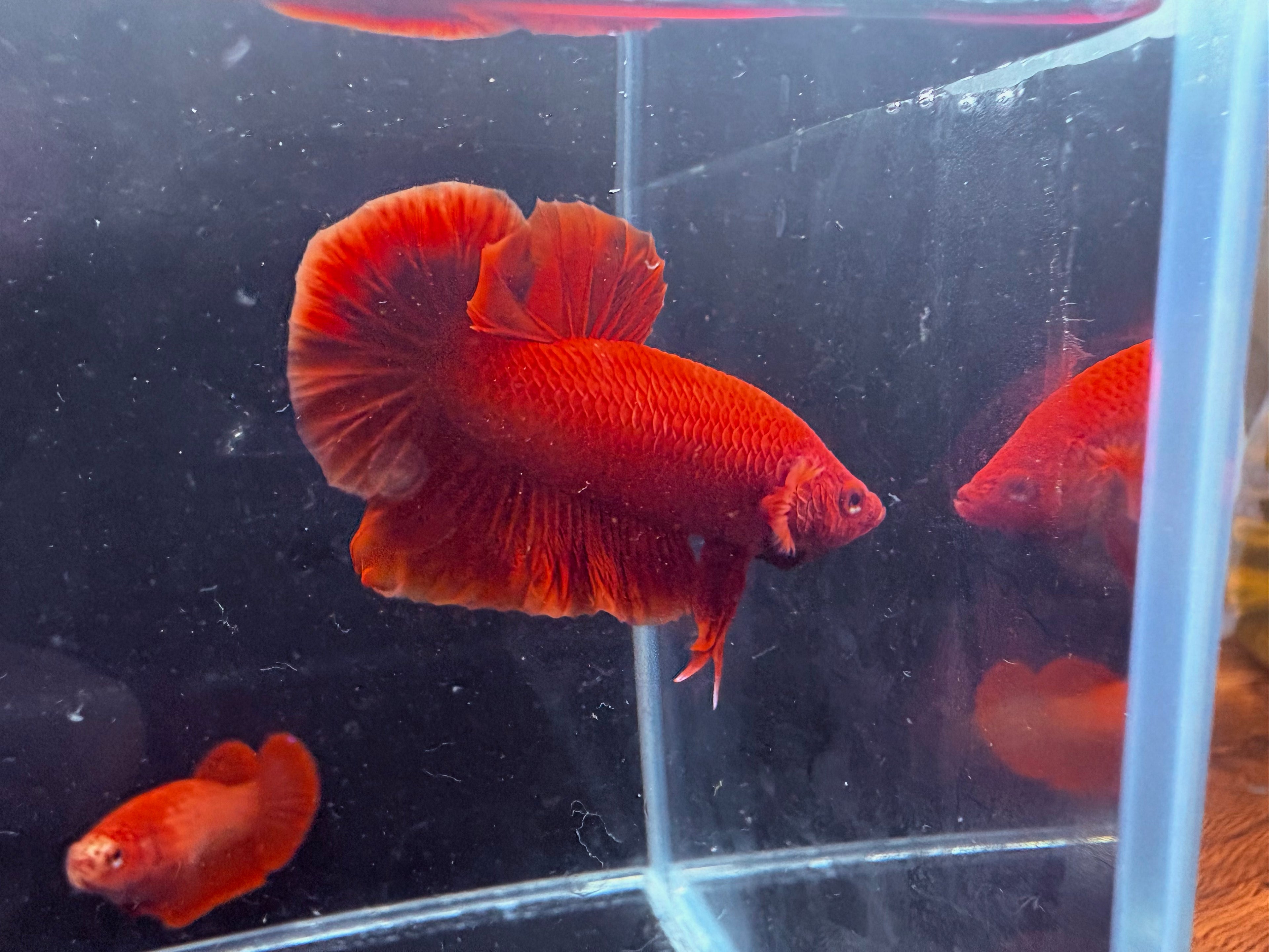 Super Red Breeding Pair | CG-56/CG-53