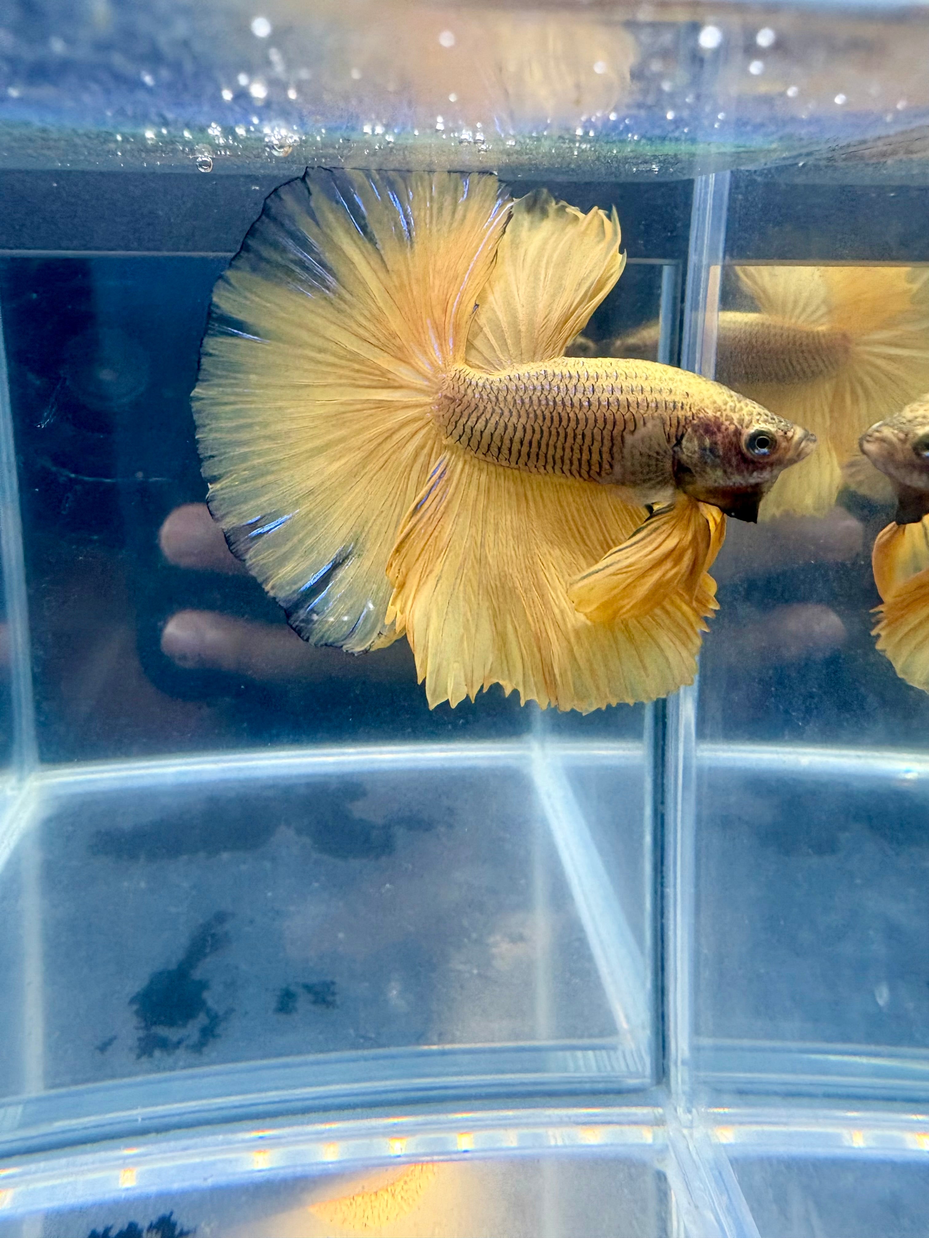 Pineapple Halfmoon Male Betta | CG-72