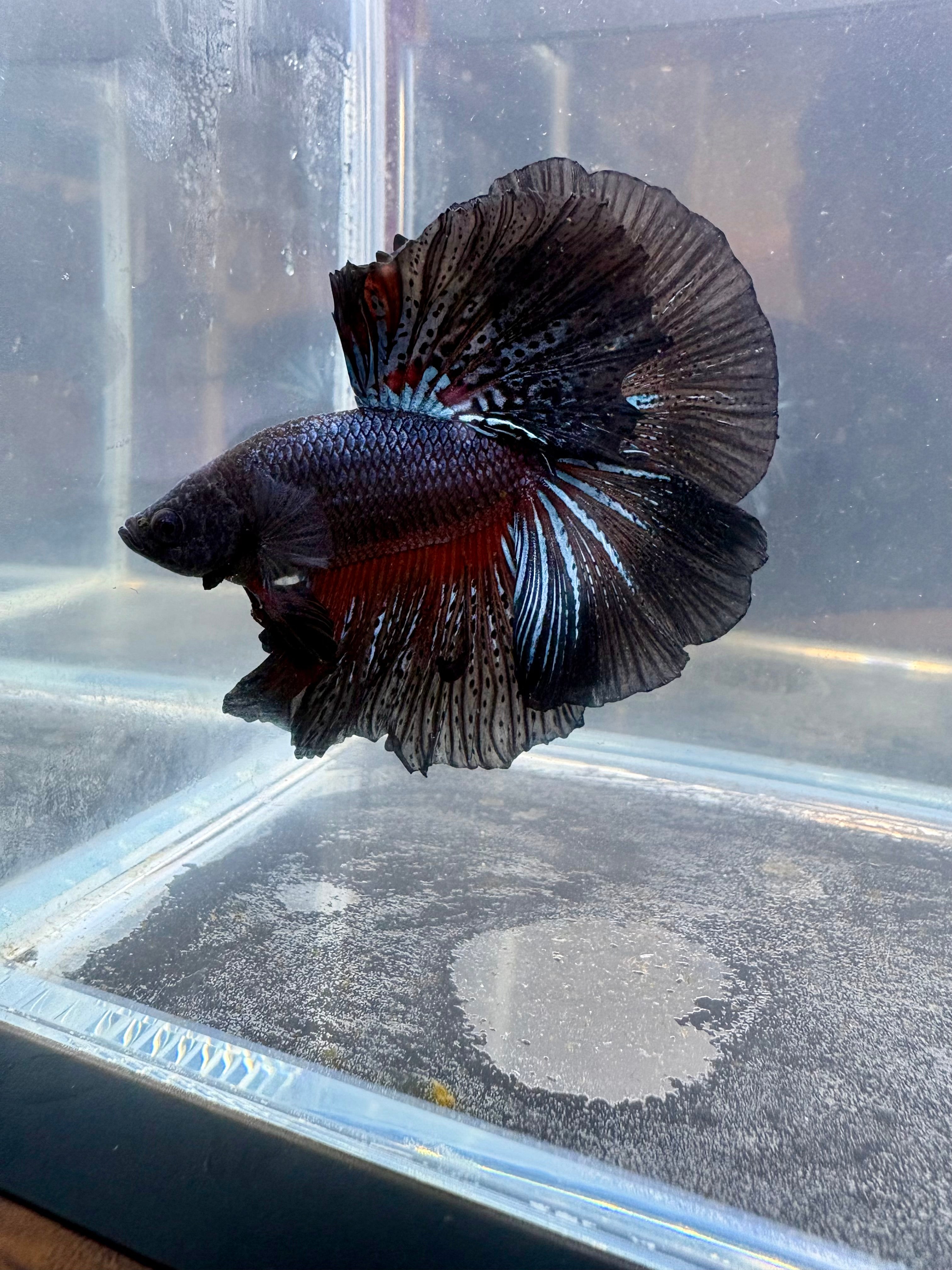 Black Light Halfmoon Male Betta | CG-102