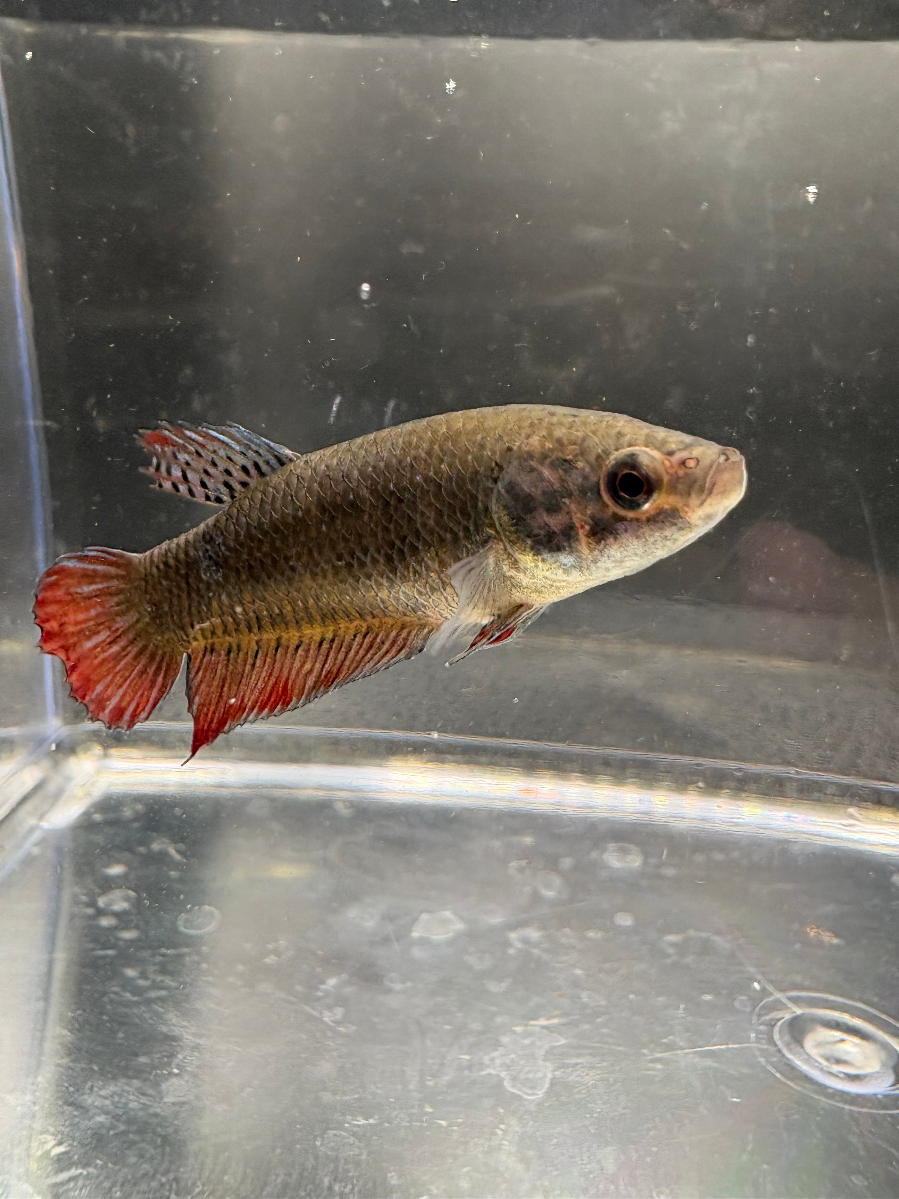 Blue Thai Fighter Breeding Pair (1)