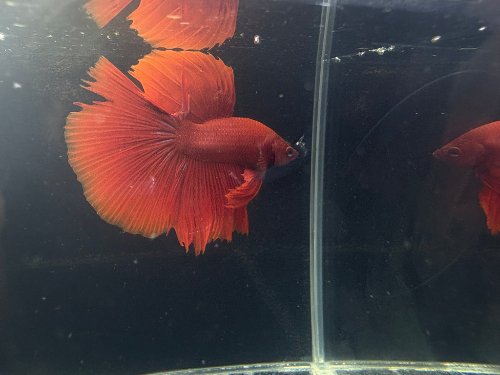 Breeding pair Super Red Betta | CG-47-CG-51