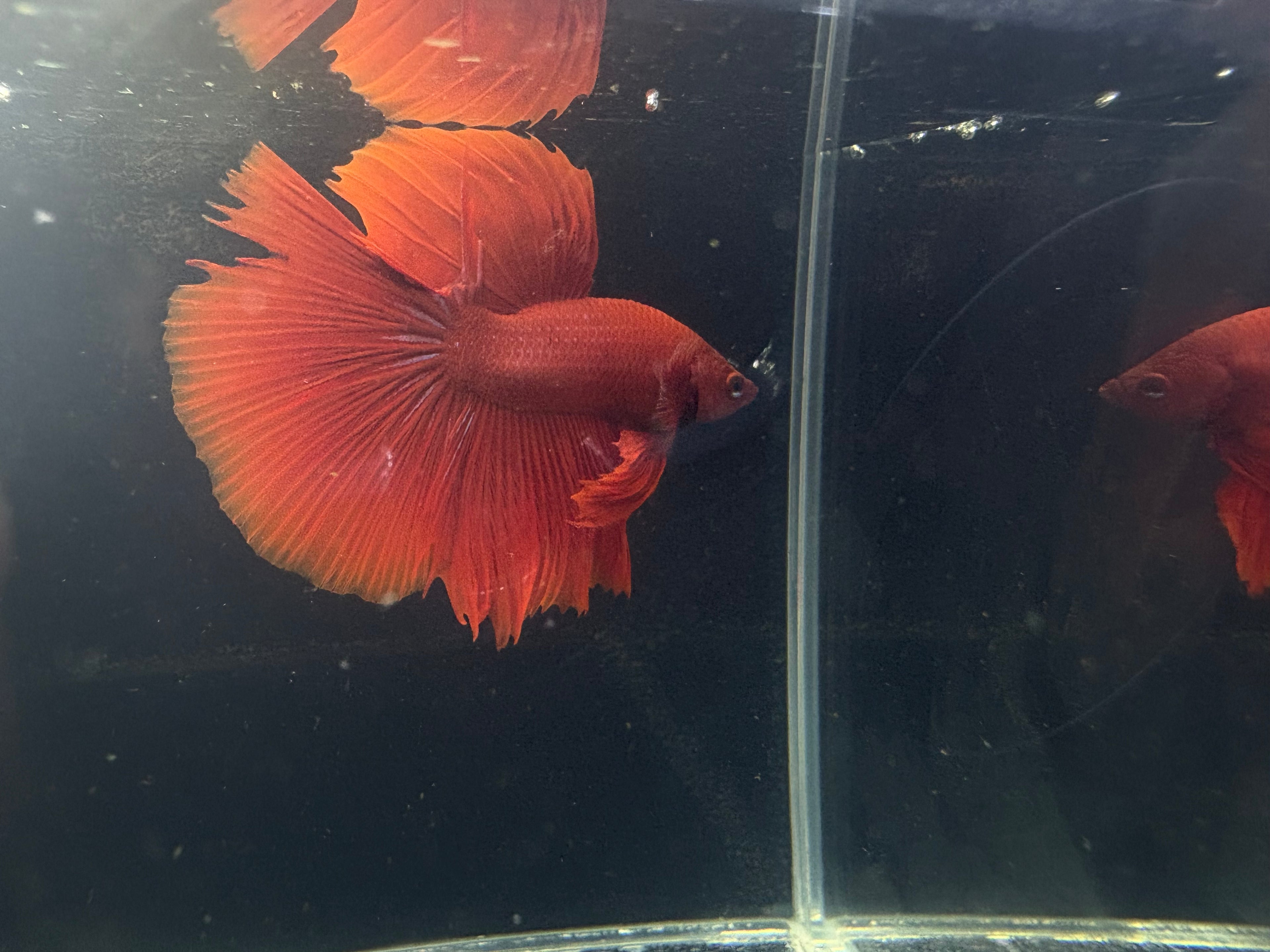 Breeding pair Super Red Betta | CG-47-CG-51