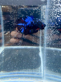 Avatar Gordon Galaxy Male Betta | RZ-113