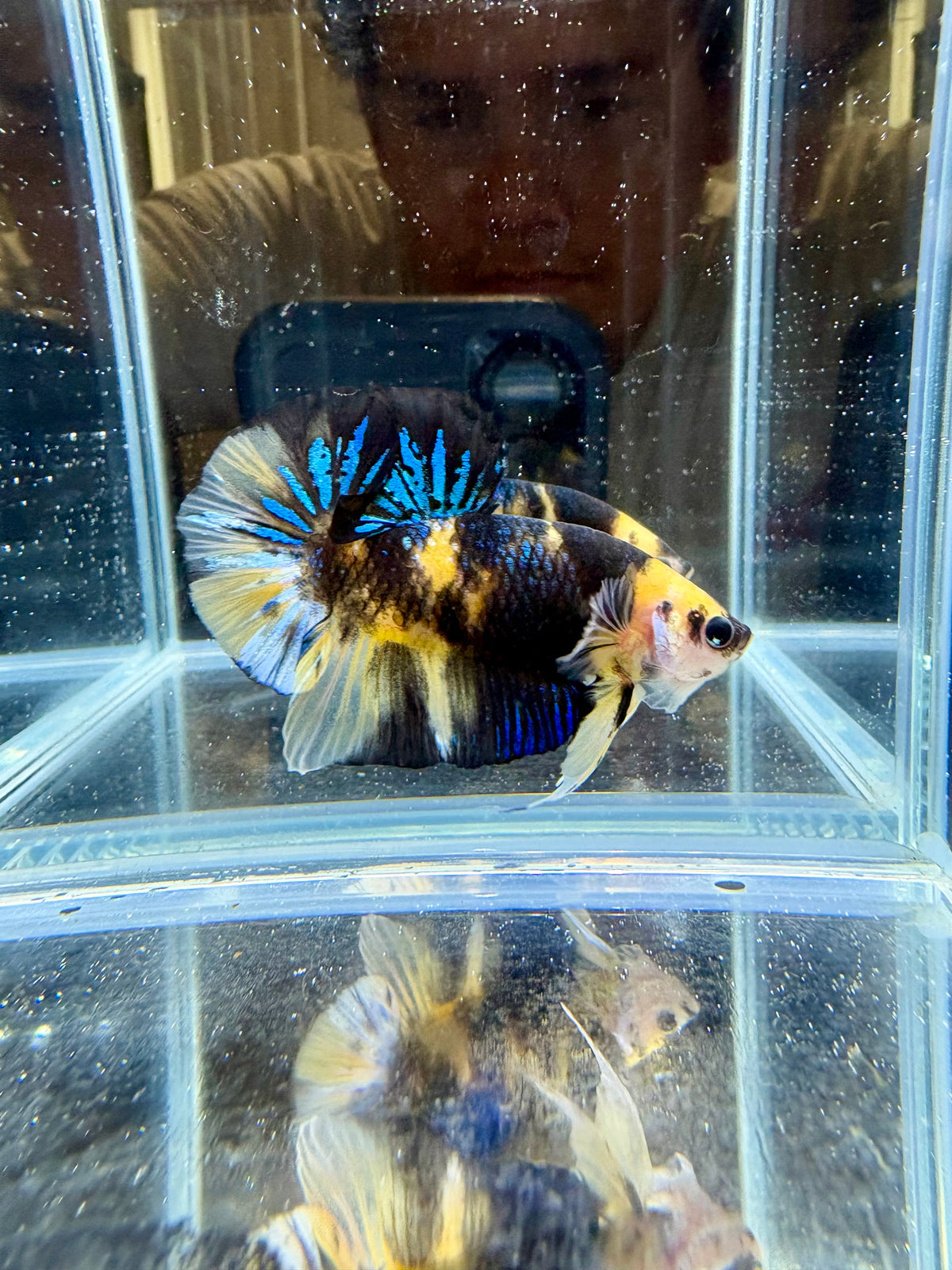 HMPK Yellow Blue Tiger Koi Male Betta | CG-247