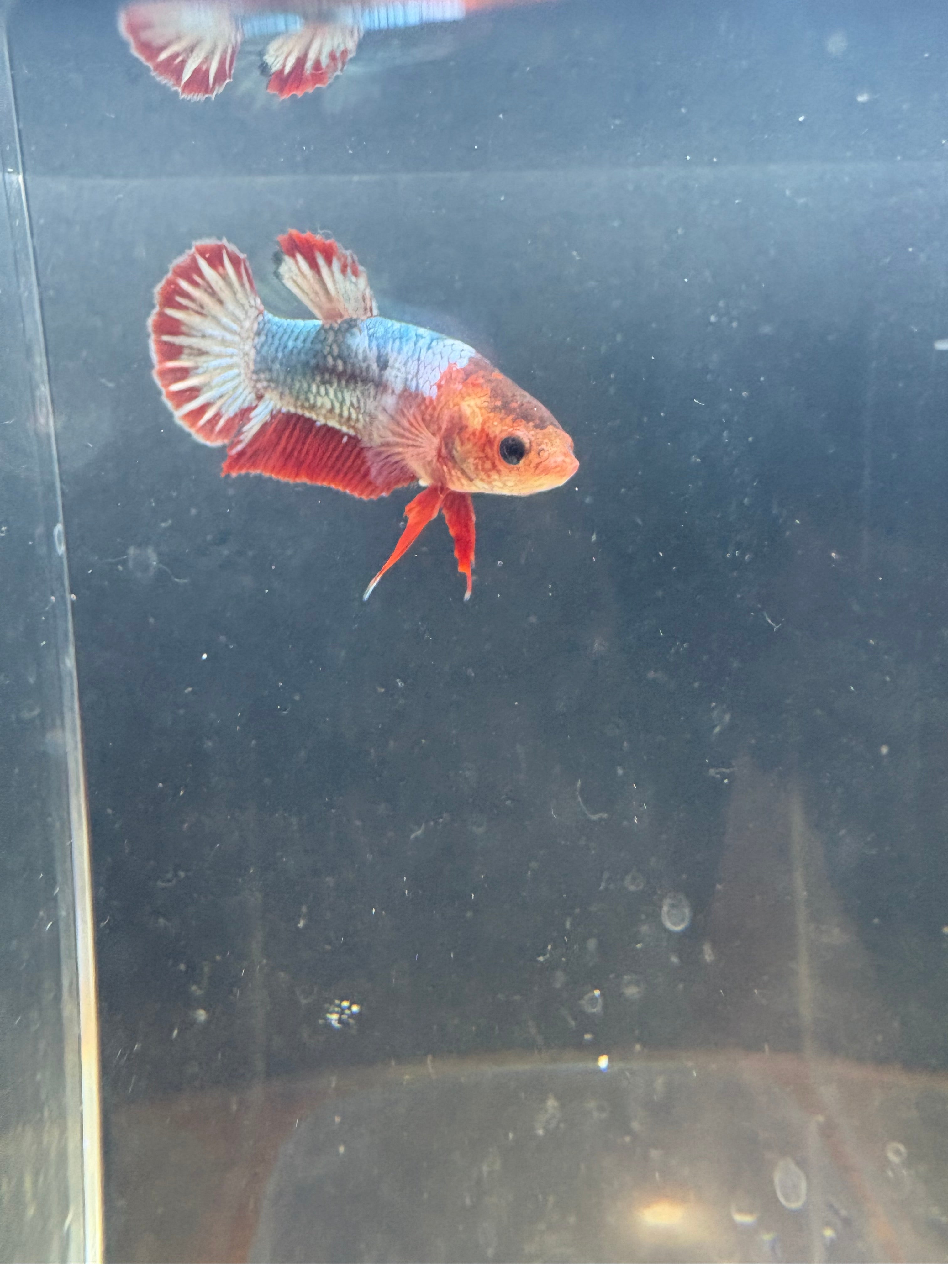 FCCP Breeding Pair | RZ-44/RZ-46